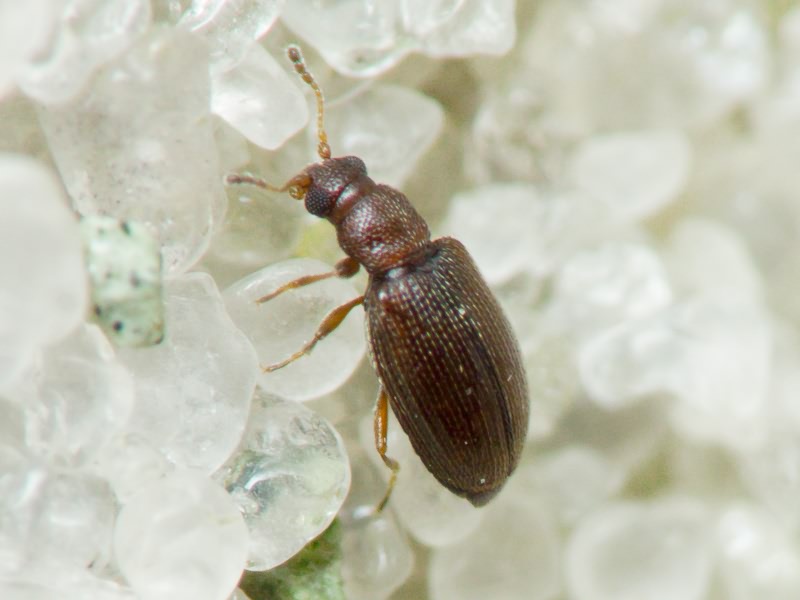 Cortinicara gibbosa (Herbst, 1793)